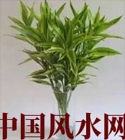 黄山十二生肖养什么植物最旺财运？你知道吗！